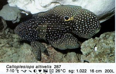 Calloplesiops altivelis
